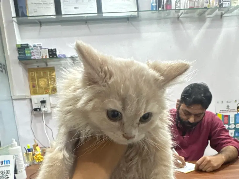 Rays Pet Clinic, photo 4
