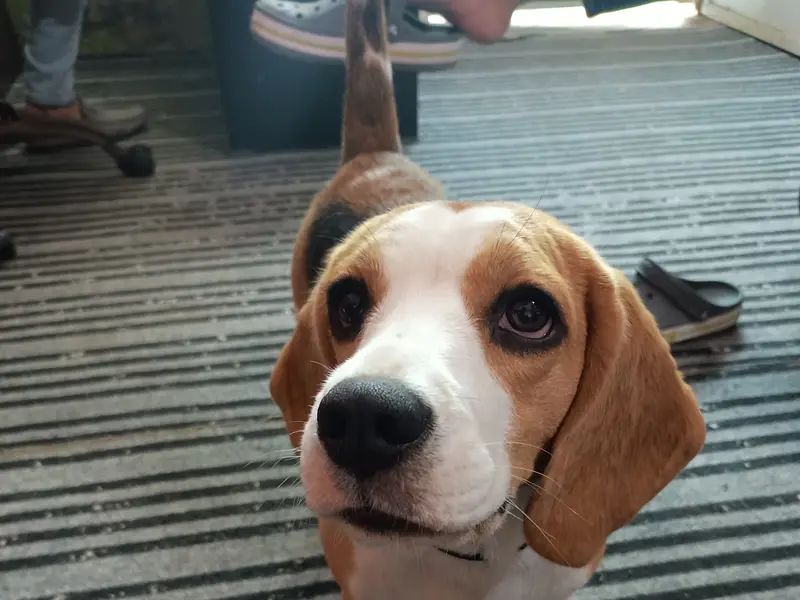 R K Pet Clinic, photo 2