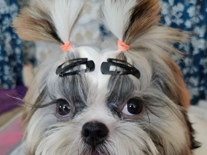 R K Pet Clinic, photo 3