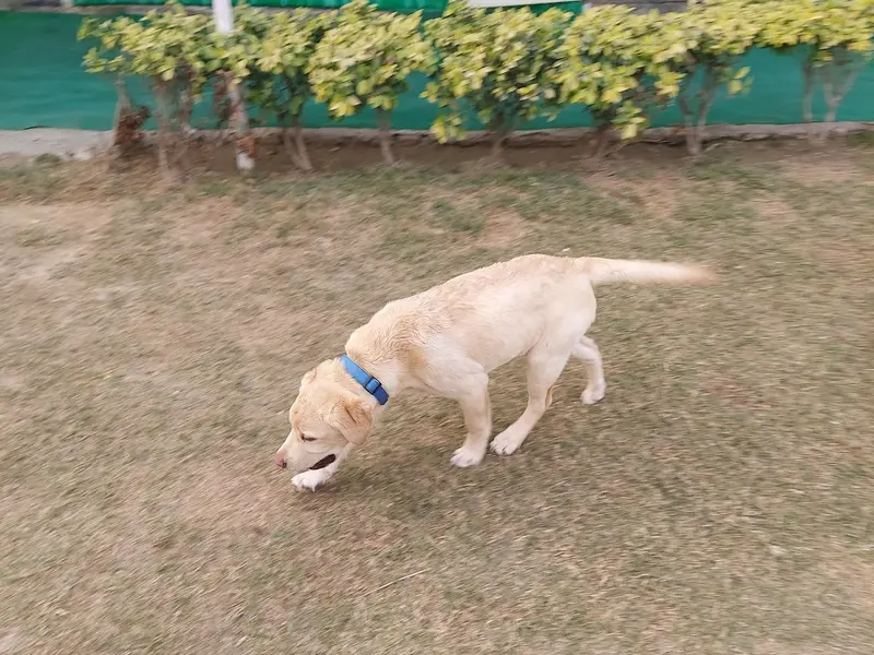 R K Pet Clinic, photo 5