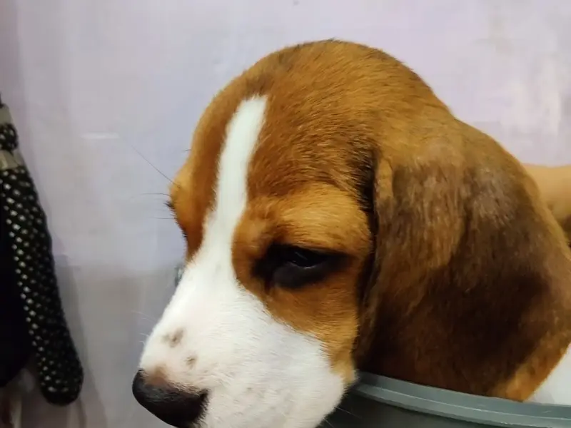 SAXENA PET CARE CLINIC (#1 Best Pet Grooming, Treatment ,Vaccination & Surgical Centre for dogs and cats in Gaur City), photo 2