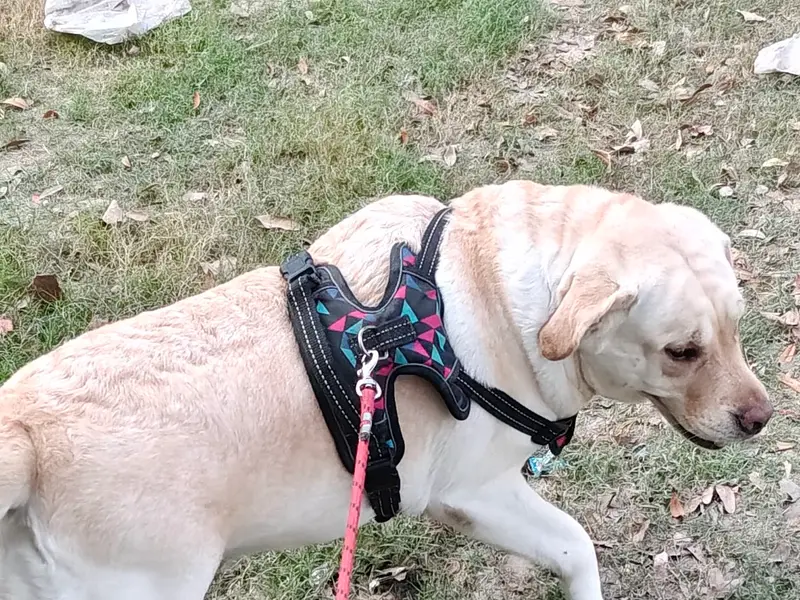 Suraj Dog Walker - Noida Extension, photo 2
