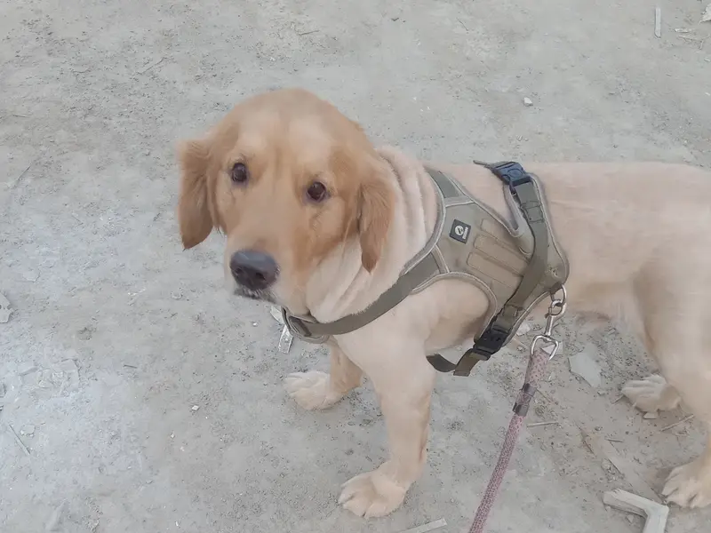 Suraj Dog Walker - Noida Extension, photo 3
