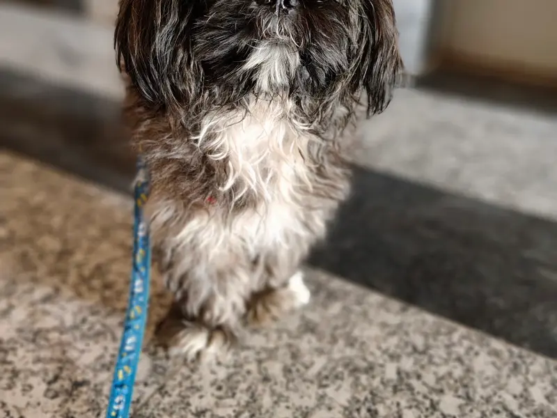 Suraj Dog Walker - Noida Extension, photo 4