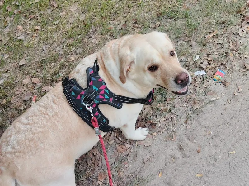 Suraj Dog Walker - Noida Extension, photo 5