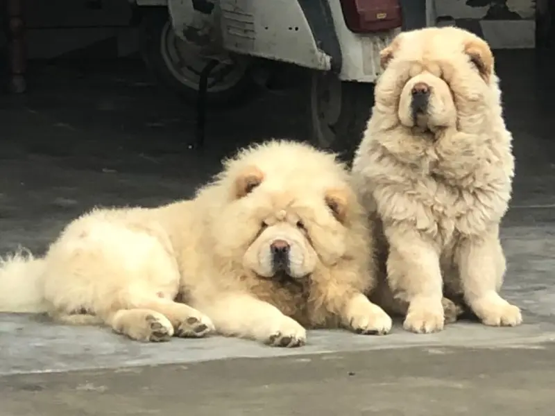 amit pet world, photo 2
