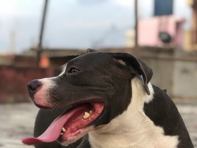 amit pet world, photo 4