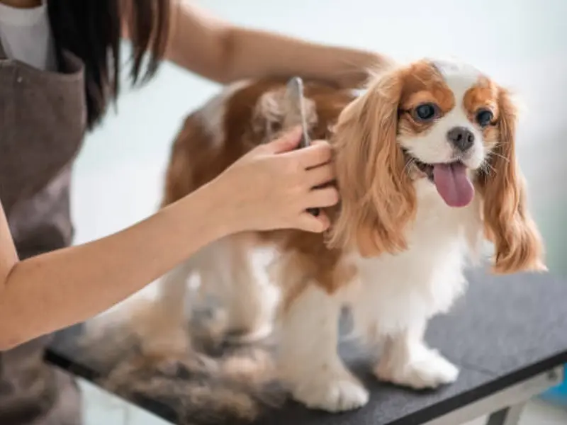 Pet Super Home Grooming | Pet Grooming In Noida | Dog Grooming At Home In Noida, photo 2
