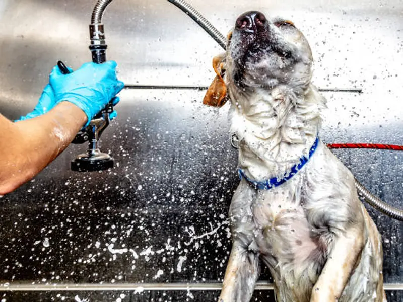 Pet Super Home Grooming | Pet Grooming In Noida | Dog Grooming At Home In Noida, photo 3