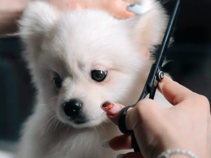 Pet Super Home Grooming | Pet Grooming In Noida | Dog Grooming At Home In Noida, photo 4