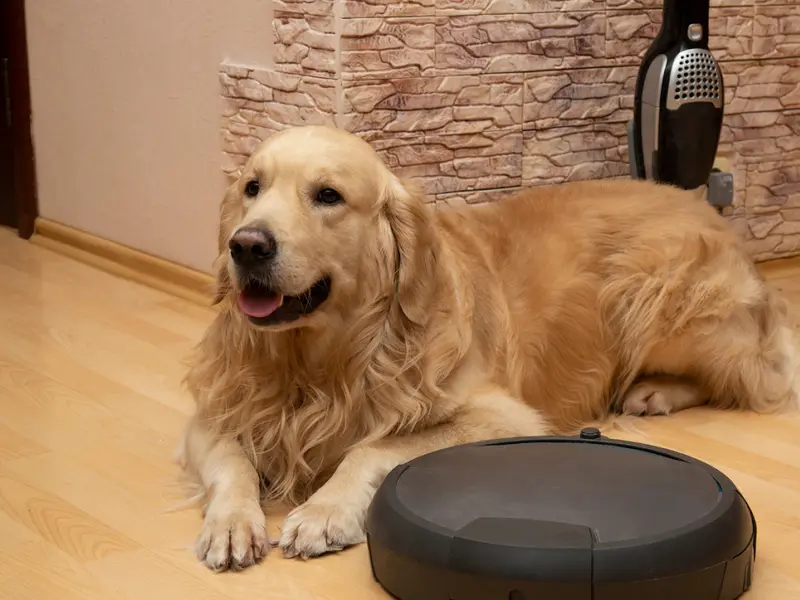 Pet Super Home Grooming | Pet Grooming In Noida | Dog Grooming At Home In Noida, photo 5
