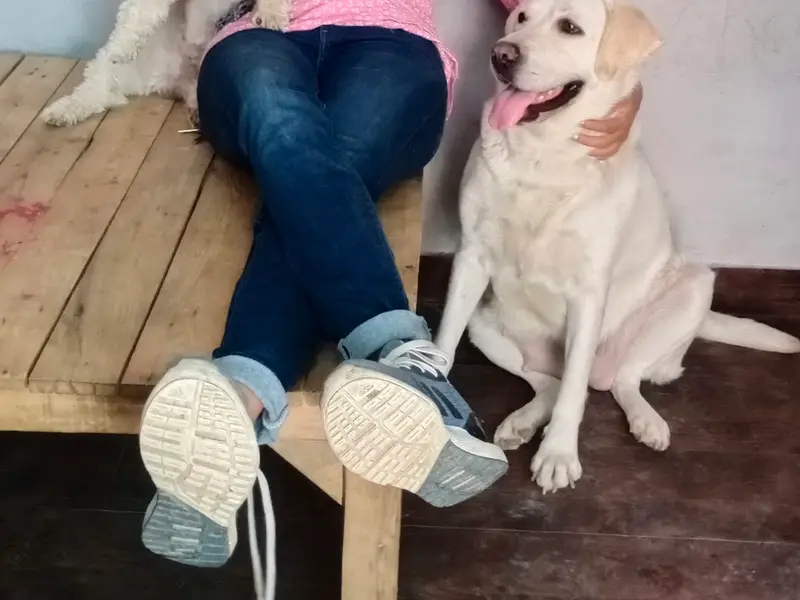 Royal Happy pooches, photo 2