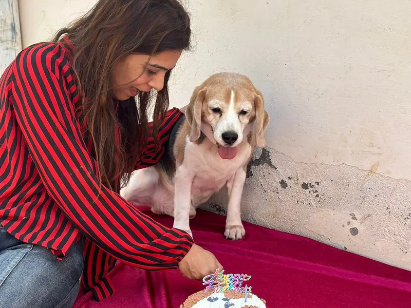 Royal Happy pooches, photo 4