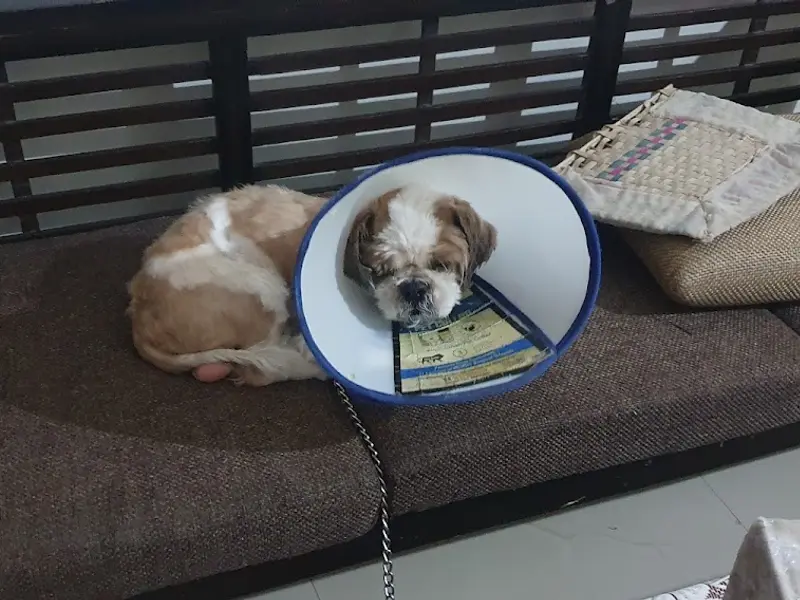 Neelam's Pet Care, photo 2