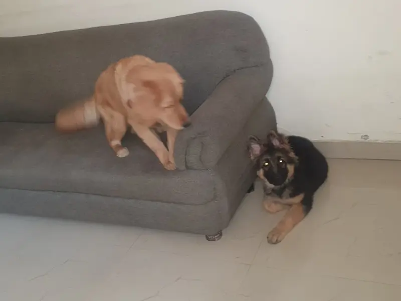 Neelam's Pet Care, photo 4