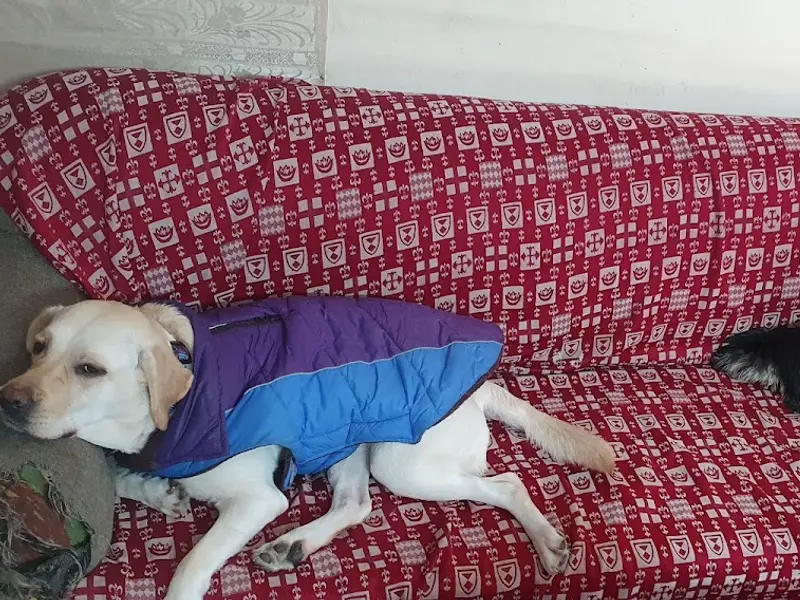 Neelam's Pet Care, photo 5