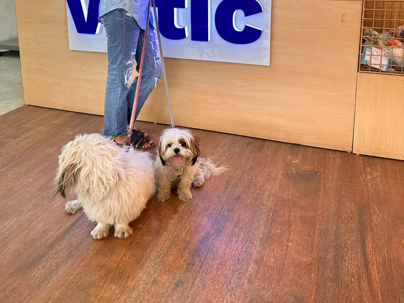 Vetic Pet Clinic Noida Sec-49, photo 4