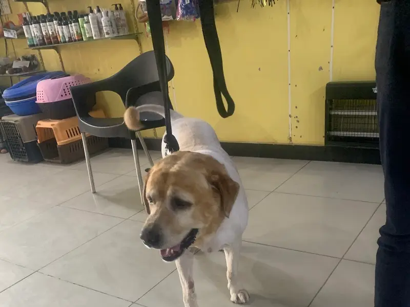 vets4pets Hospital Noida, photo 4