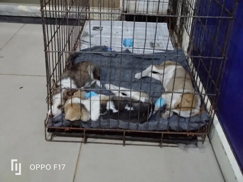 vets4pets Hospital Noida, photo 5