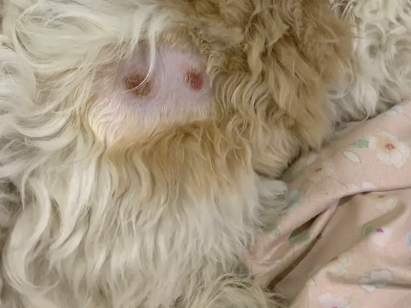 FURRY CARE, photo 2