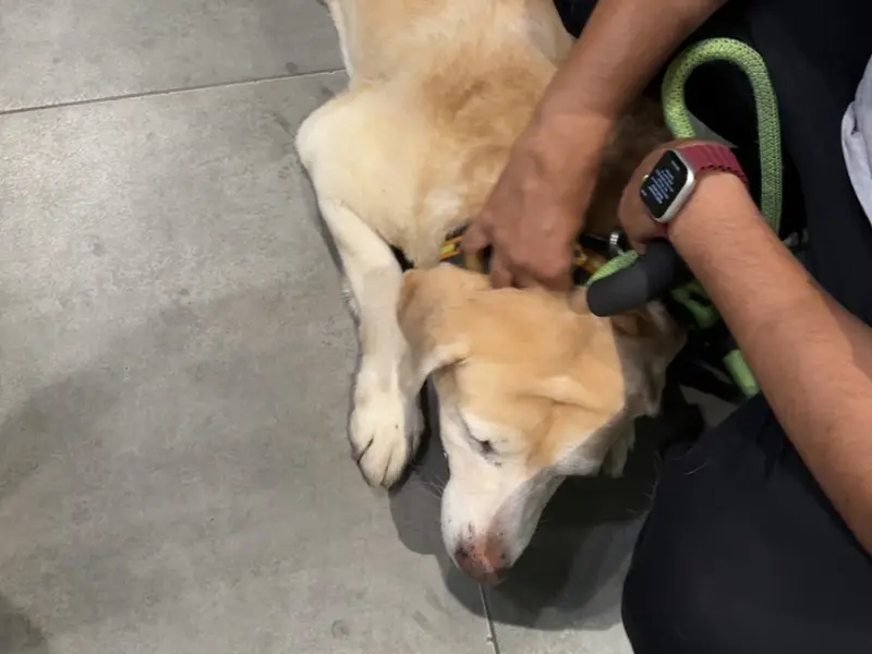Max Vets Noida, photo 4
