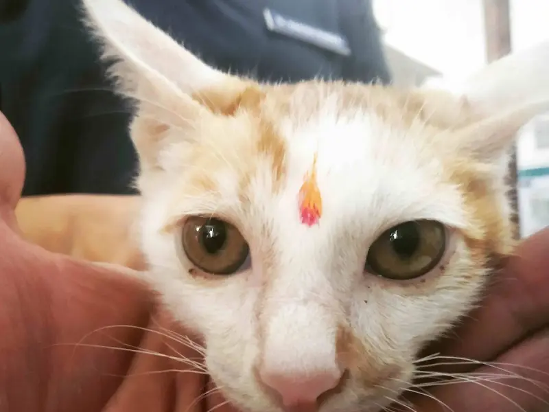 Sanjeevani Pet Clinic and Surgery, photo 3