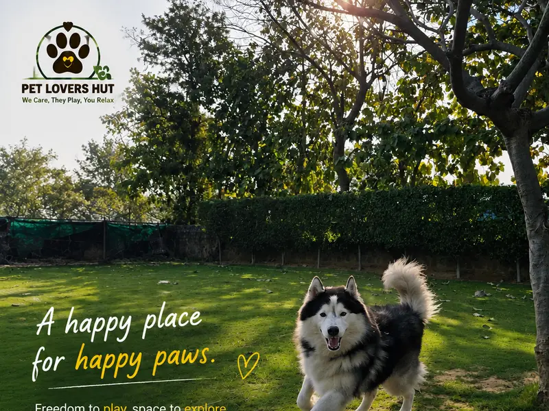 Pet Lovers Hut - Pet Resort GURUGRAM, photo 2