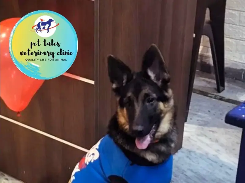 Pet Tales Veterinary Clinic (#1 Best Pet (Dog/Cat) Clinic in Sector 71 Noida), photo 3