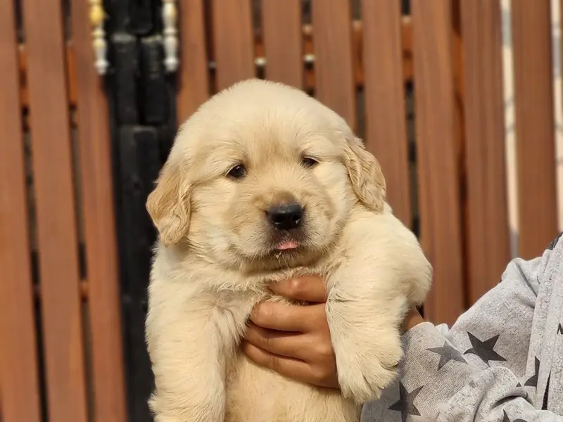 Garhwal Pet Shop - Pet Shop In Noida, photo 2