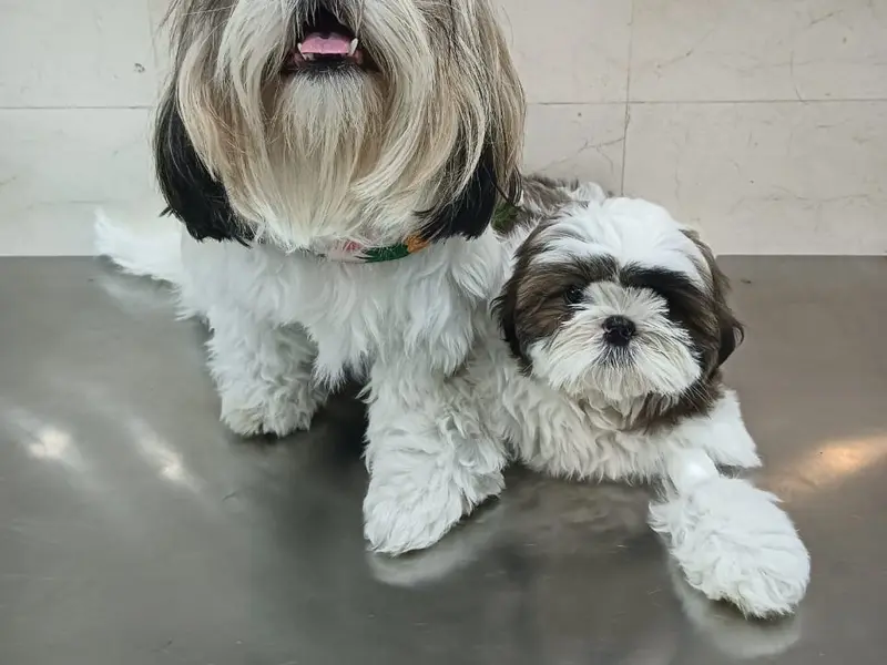 Spectrum Pet Clinic, photo 2