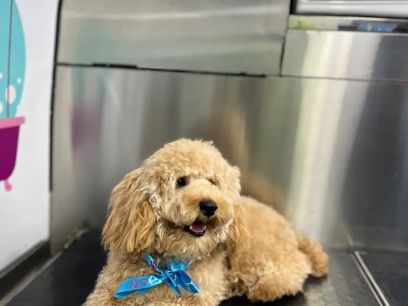 PET ON ROLL, photo 2