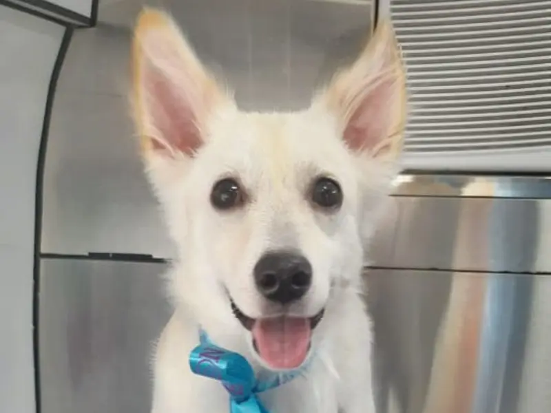 PET ON ROLL, photo 5
