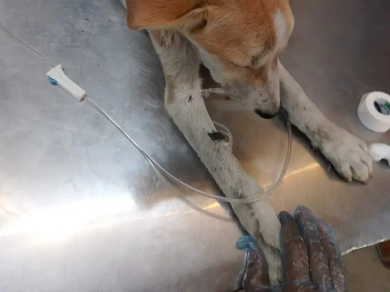 Vets & Pets Veterinary Clinic, photo 3