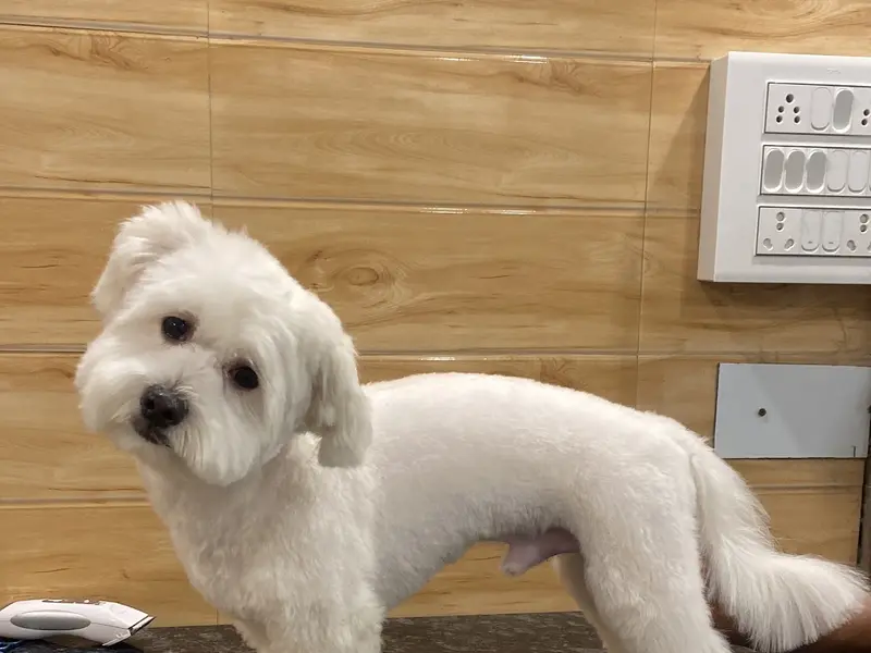 Petstreet - Pet Store | Pet Spa | Pet Clinic, photo 2