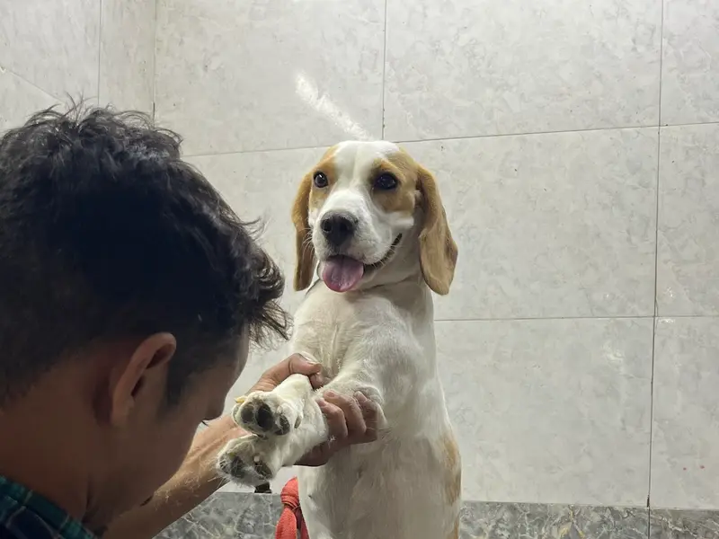 Petstreet - Pet Store | Pet Spa | Pet Clinic, photo 4
