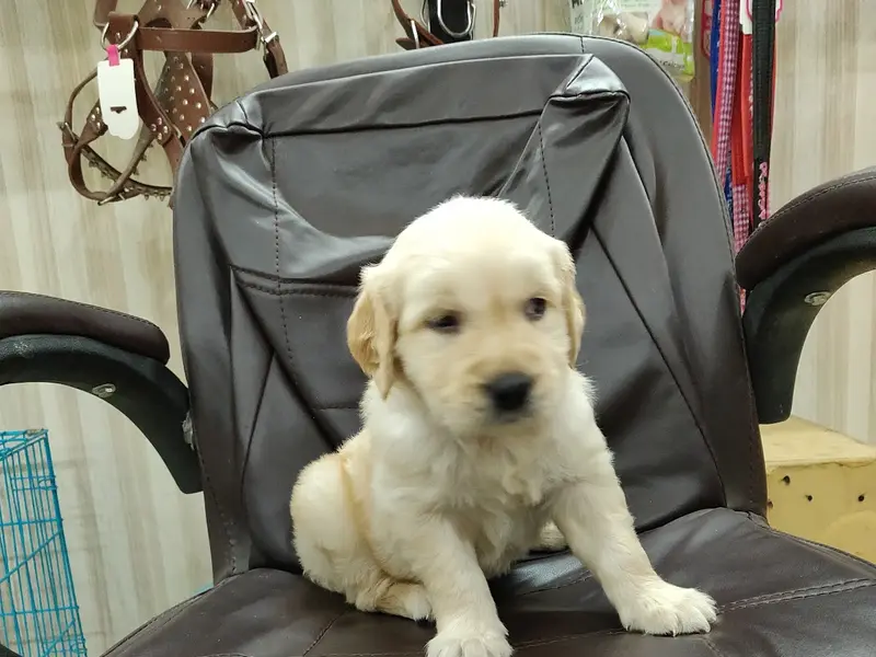 Quality Pet Shop, photo 3