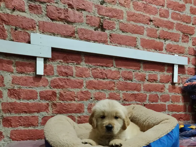Quality Pet Shop, photo 4