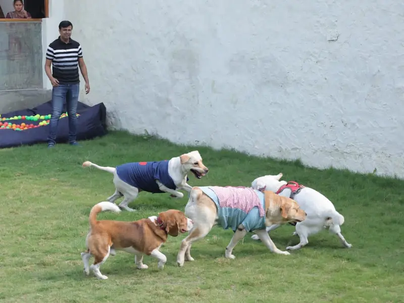 Pet Me Maa- Pet Boarding, Grooming & Daycare Near You in Noida | Pet Friendly Cafe in Noida, photo 2