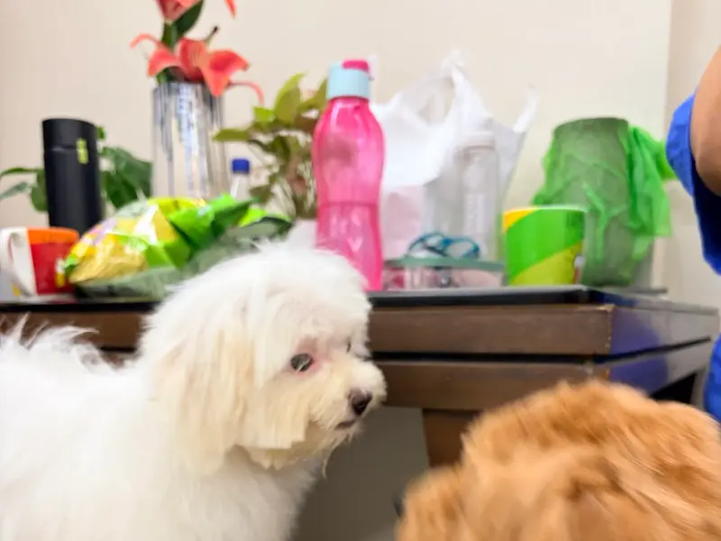 Pet Me Maa- Pet Boarding, Grooming & Daycare Near You in Noida | Pet Friendly Cafe in Noida, photo 3