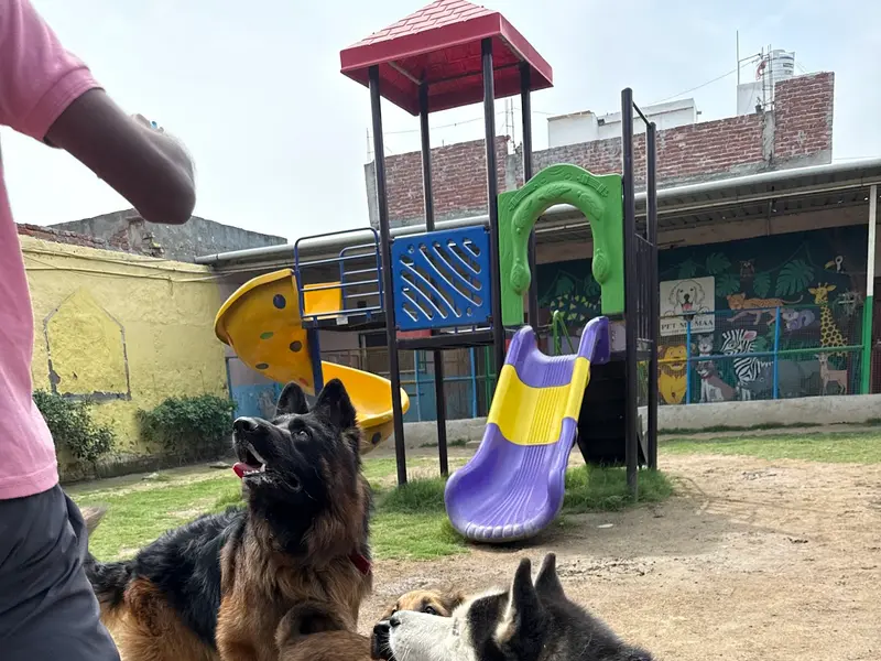 Pet Me Maa- Pet Boarding, Grooming & Daycare Near You in Noida | Pet Friendly Cafe in Noida, photo 5