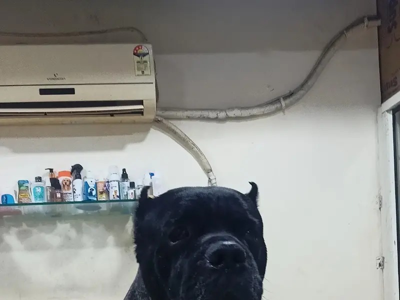 Sunrise Pet Clinic, photo 5
