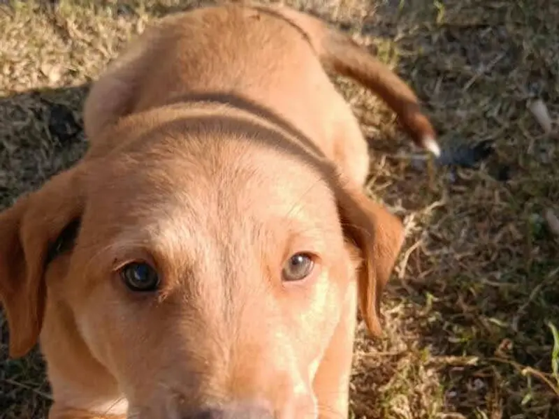 Dog training service at home, photo 2