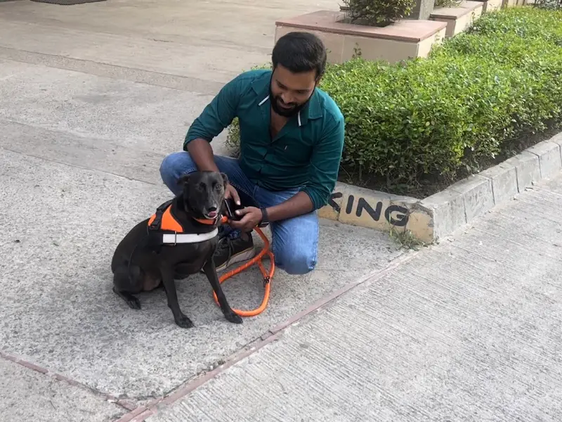 Dog training service at home, photo 3