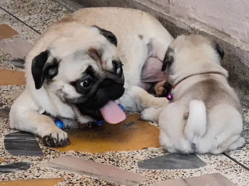 Dog training service at home, photo 4