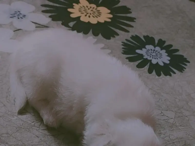 Dog training service at home, photo 5