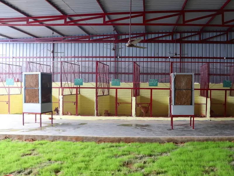 Nishabd - Wounded Dogs Shelter Street Dog Care, photo 2