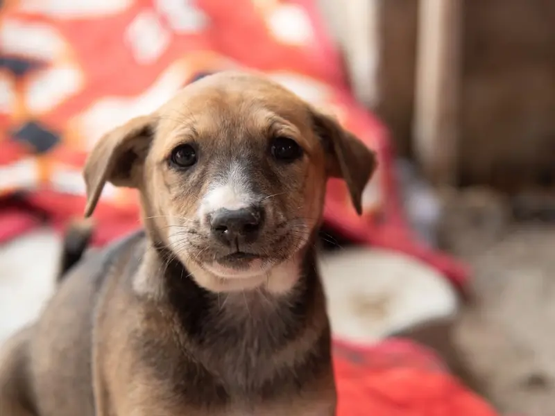 Nishabd - Wounded Dogs Shelter Street Dog Care, photo 3