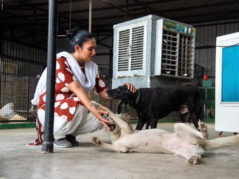 Nishabd - Wounded Dogs Shelter Street Dog Care, photo 4