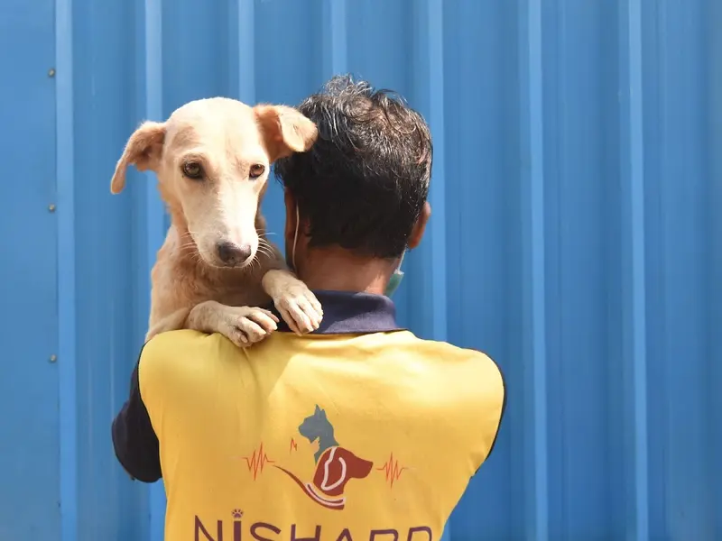 Nishabd - Wounded Dogs Shelter Street Dog Care, photo 5