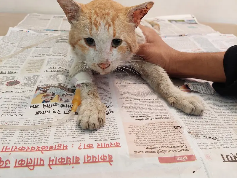 Anandi Pet Clinic, photo 2